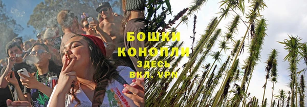 прущие грибы Дмитров